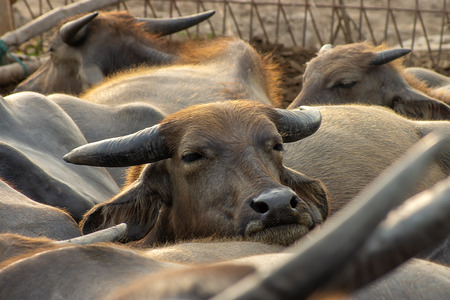 Water buffalo are sleeping.