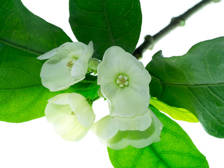 Close up of Vallaris solanacea flower.