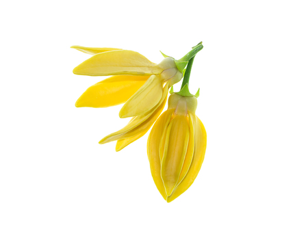 Close up of Bhandari flower (Artabotrys siamensis) on white background.の写真素材