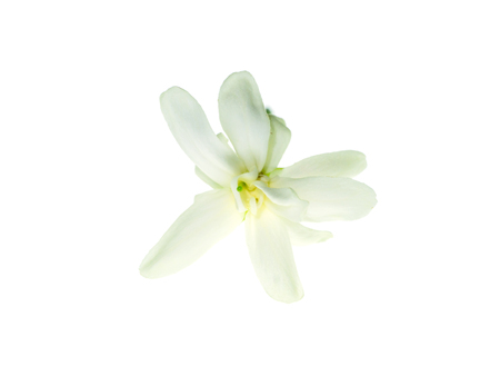 Close up of Rangoon Creeper flower (Quisqualis indica) on white background.の写真素材