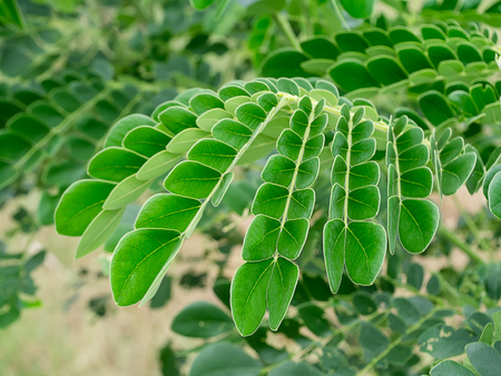 Close up leaves of Rain tree or  East indian walnut (Samanea saman) plant.の写真素材