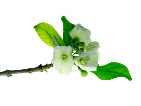 Close up of Vallaris solanacea flower on white background.の写真素材