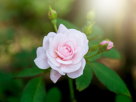 Beautiful small pink rose in the soft lightの写真素材