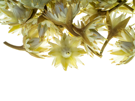 Bullet wood flower on white background.の写真素材