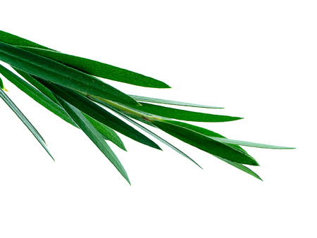 Weeping Bottle Brush leaves on white background. (Callistemon Viminalis)の写真素材