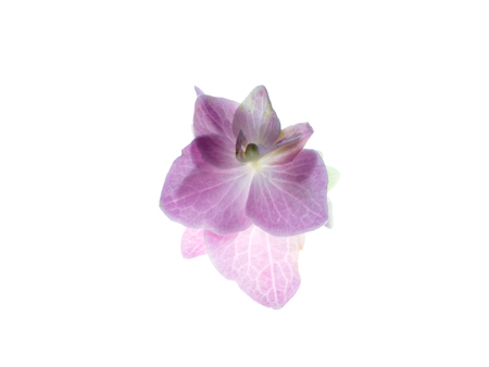 Close up Hydrengea flower on white background.