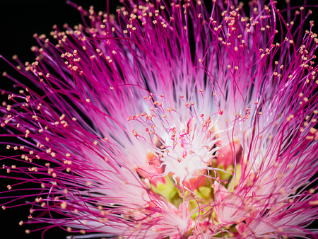 Close up pollen of Rain tree or East indian walnut (Samanea saman) flower.
