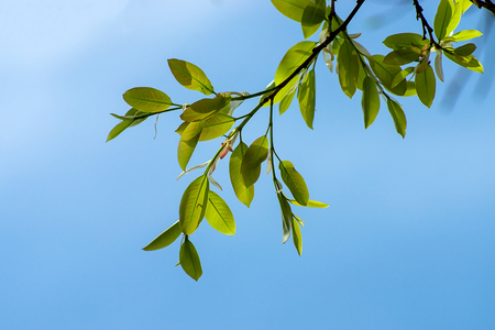 New Banyan leaves on branch with blue sky.