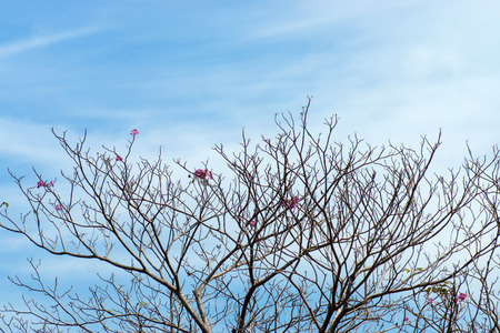 Pink trumpet tree with sky. (Tabebuia rosea tree)