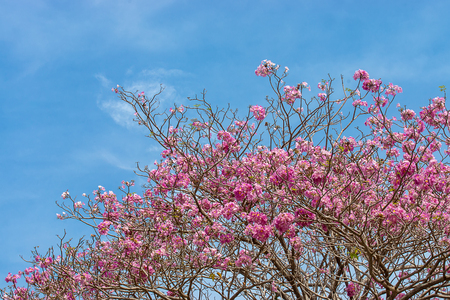 Pink trumpet flower with blue sky and soft cloud. (Tabebuia rosea tree)
