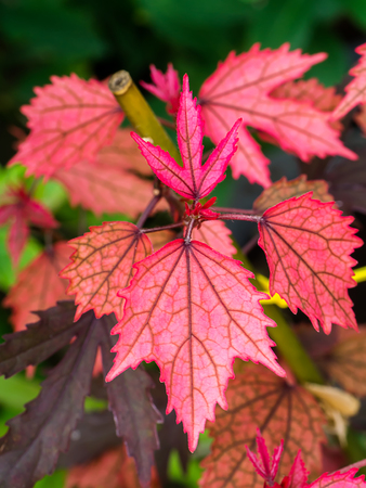 Dark red cranberry hibiscus or African rosemallow plant. (Hibiscus acetosella)の写真素材