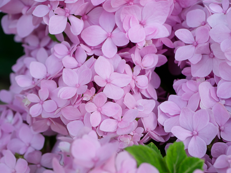 Close up pink Hydrengea flower.