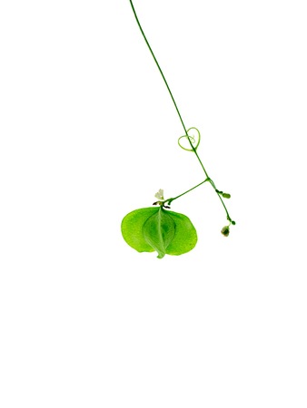 Close up of Balloon vine, Heart seed or Heart pea plant on white background. (Cardiospermum halicacabum)の写真素材