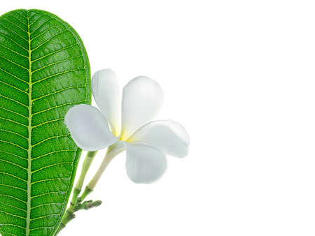 Close up of White Frangipani flower (Plumeria) with leaf on white background with copy space.の写真素材
