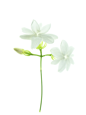 Close up of white jasmine flower isolate on white background.の写真素材