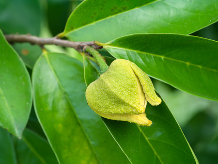 Close up Soursop flower on tree. (Annona muricata)の写真素材