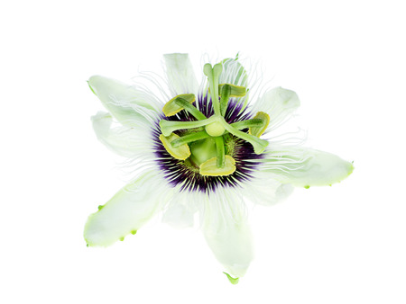 White Passiflora edulis flower on white background.の写真素材