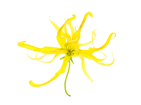Close up of Dwarf Ylang-Ylang flower (Cananga fruticosa) on white background.の写真素材