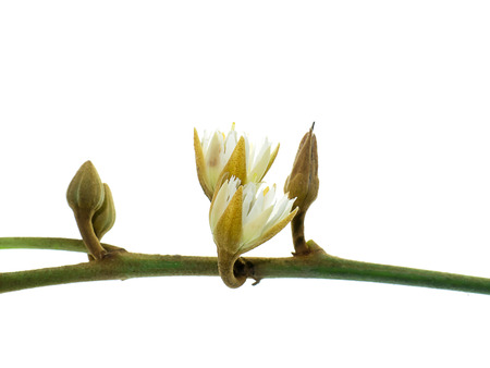 Bullet wood flower on white background.の写真素材