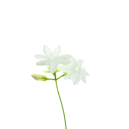 Close up of white jasmine flower isolate on white background.の写真素材
