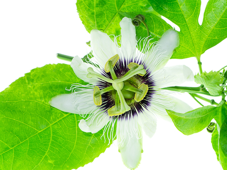 White Passiflora edulis flower with leaves on white background.の写真素材