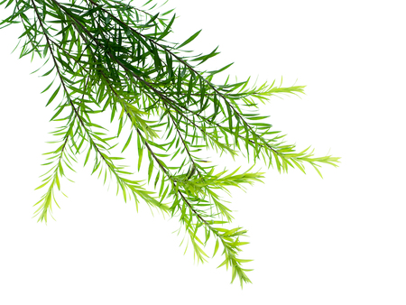 Melaleuca bracteata leaves on white background