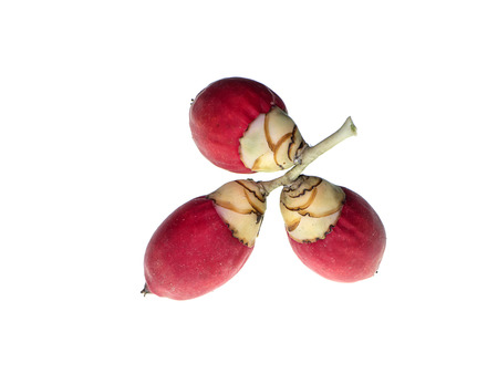Close up of red Manila palm fruit on white background (Veitchia merrillii)の写真素材