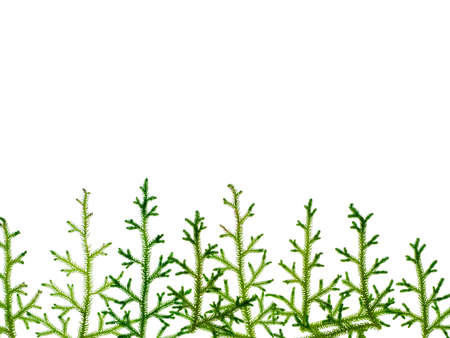 Close up of Creeping Club Moss. (Scientific name - Lycopodium clavatum Linn) on white background.の写真素材
