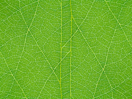 Close up surface of leaf background.