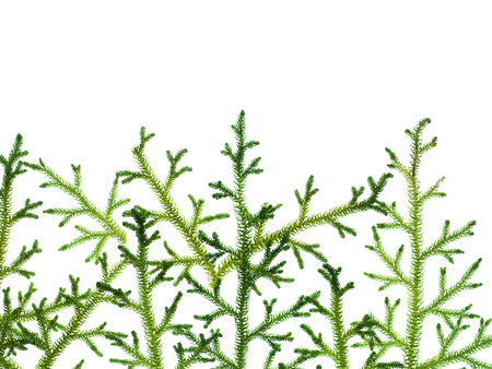 Close up of Creeping Club Moss. (Scientific name - Lycopodium clavatum Linn) on white background.の写真素材