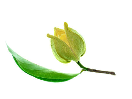 Close up Soursop flower on white background. (Annona muricata)の写真素材