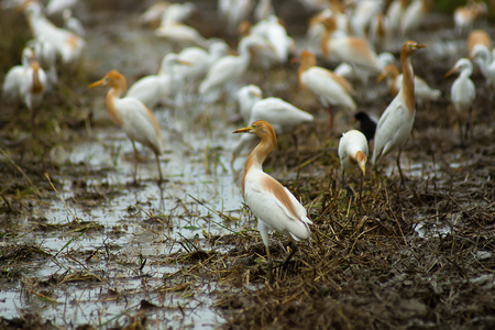 Cattle egret bird is Change the color of the coat in the breeding season. (Bubulcus ibis)の写真素材