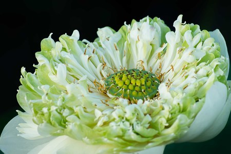 Close up of Green and white lotus flower with dark backgroundの写真素材