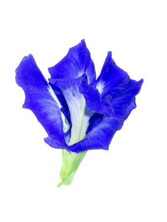Blue Pea or Butterfly Pea (Clitoria ternatea) on white backgroundの写真素材