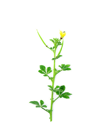 Close up Polanisia flower on white background. (Cleome viscasa)の写真素材