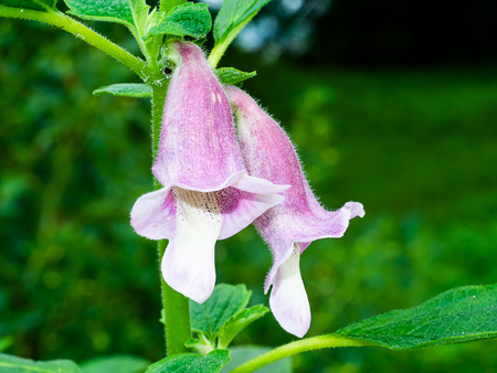 Sasame flower on tree. (Sesamum orientale)の写真素材