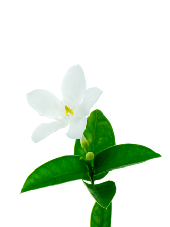 Close up of Coral swirl flower on white background (Wrightia antidysenterica)の写真素材