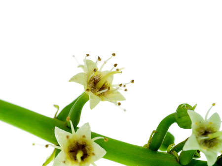 Close up of Sea almond flower on white backgroundの写真素材