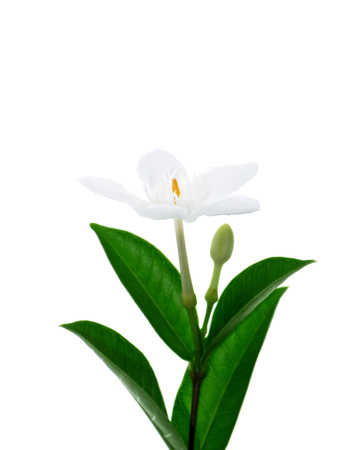 Close up of Coral swirl flower on white background (Wrightia antidysenterica)の写真素材