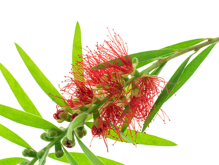 Weeping Bottle Brush flower on white background. (Callistemon Viminalis)の写真素材