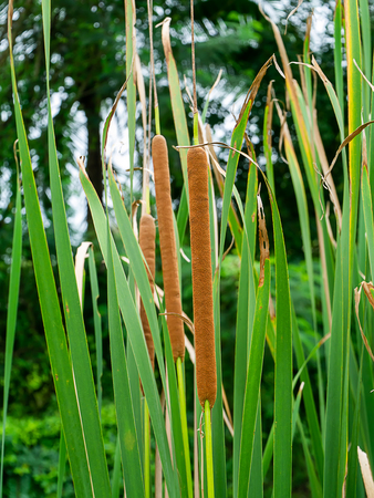 Close up of Narrow-leaved Cattail or Soft Flag plant. (Typha angustifolia)の写真素材