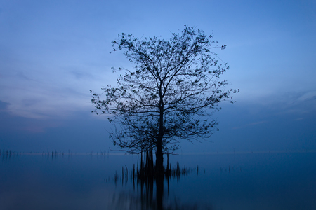 Long exposure, Silhouette tree in the lake with blue tone.の写真素材