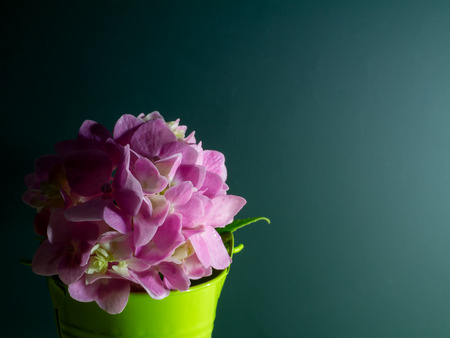 Close up pink Hydrangea flower In green bucket with dark green background.の写真素材