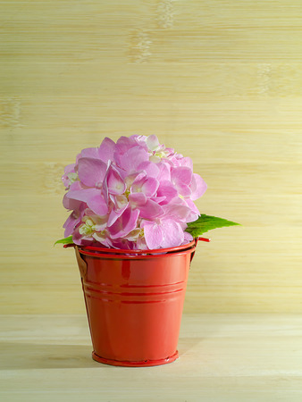 Close up pink Hydrangea flower in red bucket with wooden background.