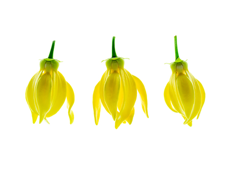 fragrant flowers of climbing ylang-ylang, ilang-ilang, manorangini, hara-champa or kantali champa on white background.の写真素材