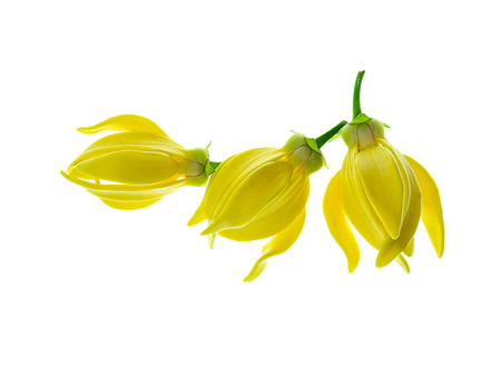 fragrant flowers of climbing ylang-ylang, ilang-ilang, manorangini, hara-champa or kantali champa on white background.の写真素材