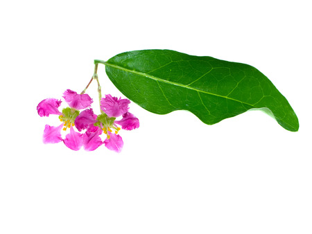 Close up Barbados or Acerola Cherry flower  (Malpighia glabra) on white backgroundの写真素材