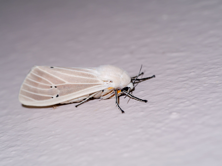 Close up moth on wallの写真素材