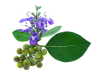 Close up seeds and flower of Vitex trifolia plant on white background.の写真素材