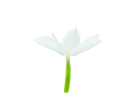 Close up of white jasmine flower isolate on white background.の写真素材
